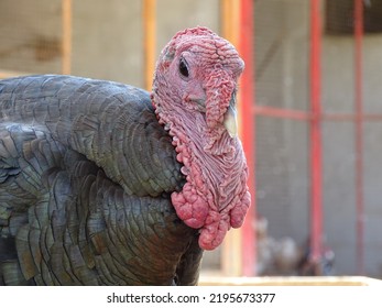 Domestic Turkey Bird Head Close Up