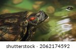 Domestic turtle close-up. A domestic red-eared turtle in an aquarium. An individual of an adult red-eared turtle, swimming in an aquarium, sticking his head out of the water.