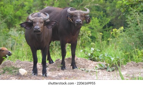 The Domestic Water Buffalo Or Asian Water Buffalo.