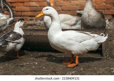 A Domestic Waterfowl White Duck Feeds In A Rural Yard. Domestic Duck With A Blurry Background, Rural Scene. Portrait Of A Duck With An Orange Beak. Breeding Poultry For Meat. Selective Focus.