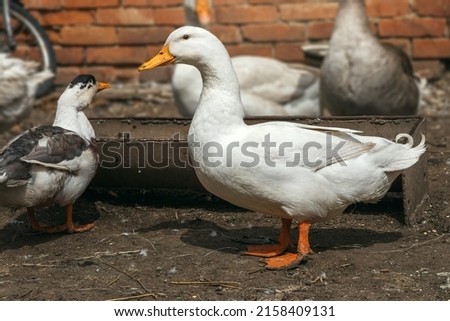 A domestic waterfowl white duck feeds in a rural yard. Domestic duck with a blurry background, rural scene. Portrait of a duck with an orange beak. Breeding poultry for meat. Selective focus.