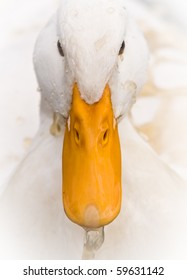 A Domestic White Duck splashed Dirty Water on its head - Close-up portrait.