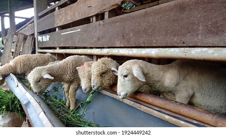 Domestic White Lamb Goat In Farm Photo Image Picture