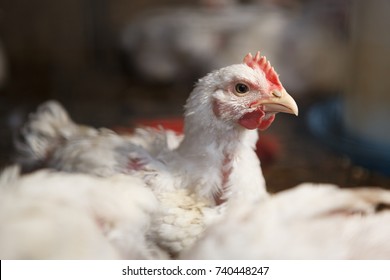 Domestic White Layer Hen With Red Crest.Livestock Farm Bird.Chicken Coop On Poultry Farm.Domestic Chicks Grow In Hen House.Natural Meat Source