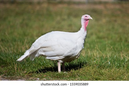 Domestic White Turkey Standing On Grass In Front Of Cottage. Traditional Breeding Of Farm Animals