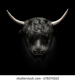 domestic yak face on black background