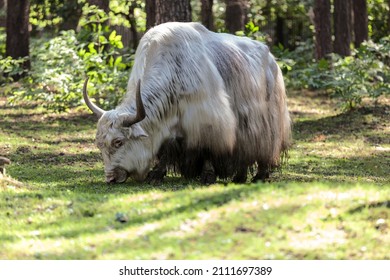 A Domestic Yak Grazes In The Forest