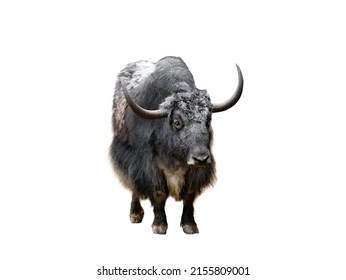 Domestic Yak Isolated On White Background