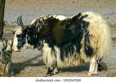 Domestic Yak In Kizilsu Kyrgyz Autonomous Prefecture, Xinjiang, China