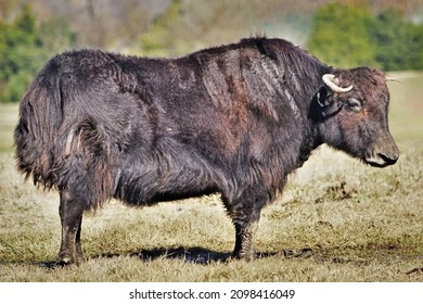 Domestic Yak Standing In A Field