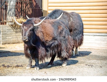 Yak meaning