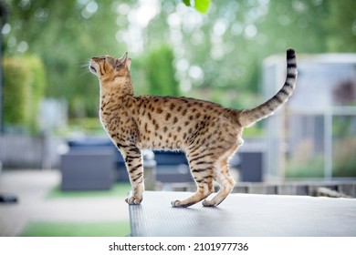 Domesticated adult bengal cat male silhouette standing on a table outside on a summer day