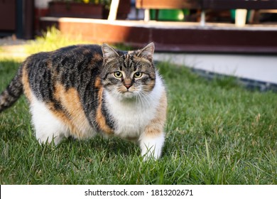 Yellow White Cat Blue Eyes Garden Stock Photo Shutterstock