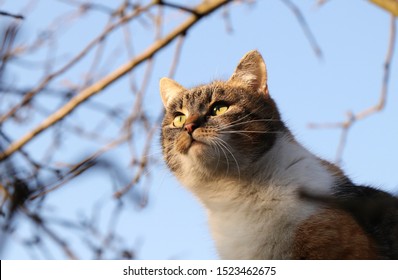 Domesticated cat face at hunting. Focused and lusty face of felis catus domesticus. Cat with colored head is tries to catch a bird for snack. She walks very quietly. Kitten Can she catch or not