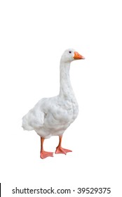 Domesticated Duck Over A White Background.