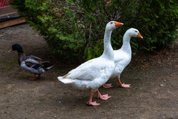Domesticated Ducks Standing On Dry Land. A Closeup View On Two Domestic White Ducks And One Mallard Ducks, Standing Against A Green Foliage Background In Nature.