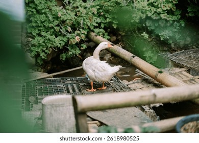 Domesticated Goose near Water and Plants in Serene Outdoor Setting
