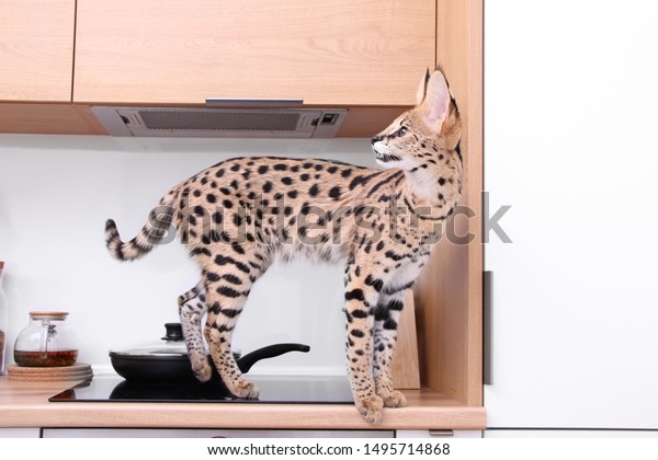 アパートの飼い慣らされた子猫サーバル アシェラ サバンナ Leptailurs Serval ペットサーバル猫 の写真素材 今すぐ編集