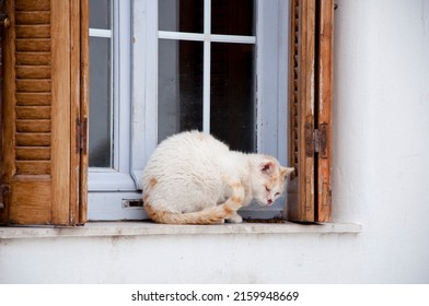 Domesticated nonpedigree cat pet moggy sitting on window ledge.