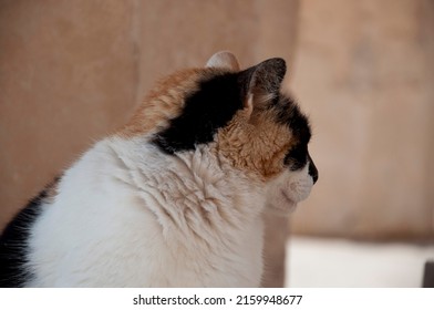 Domesticated nonpedigree cat pet moggy profile blur background.