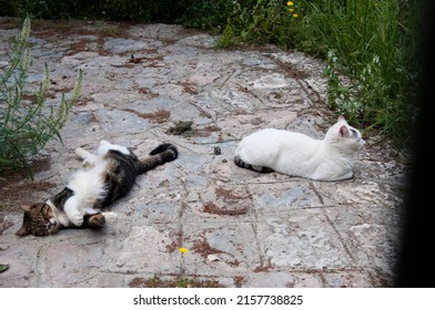 Domesticated nonpedigree cats moggies resting outdoor.
