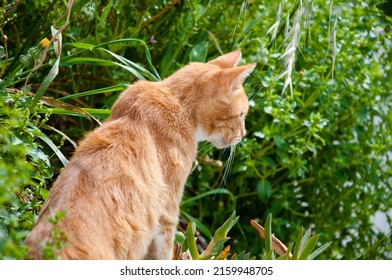 Domesticated nonpedigree ginger moggy cat pet sitting in green grass.