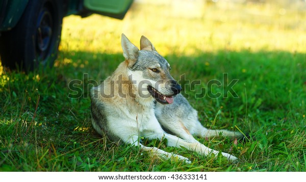 domesticated wolf dog resting relaxed on a meadow in\
shadow of caravan\
car
