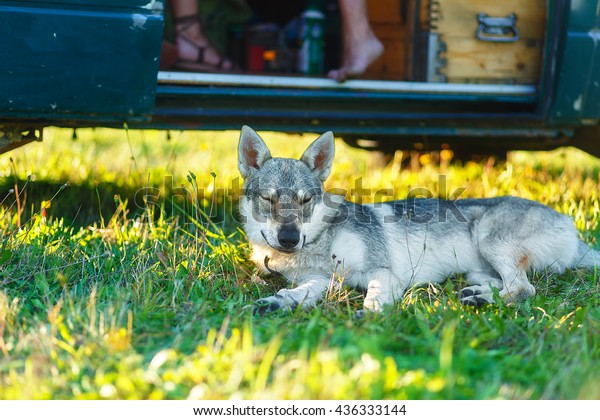 domesticated wolf dog resting\
relaxed on a meadow in shadow of caravan car. Czechoslovakian\
shepherd