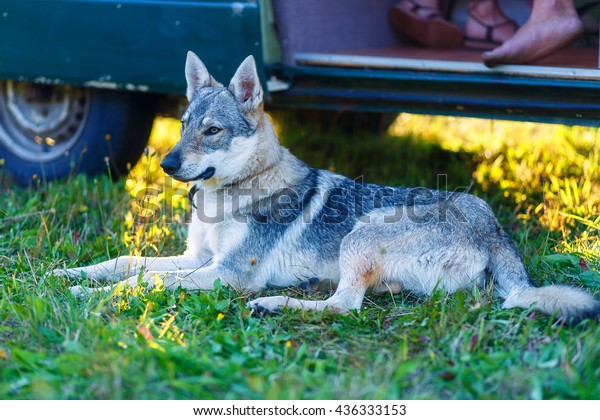 domesticated wolf dog resting
relaxed on a meadow in shadow of caravan car. Czechoslovakian
shepherd