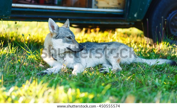 domesticated wolf dog resting\
relaxed on a meadow in shadow of caravan car. Czechoslovakian\
shepherd.