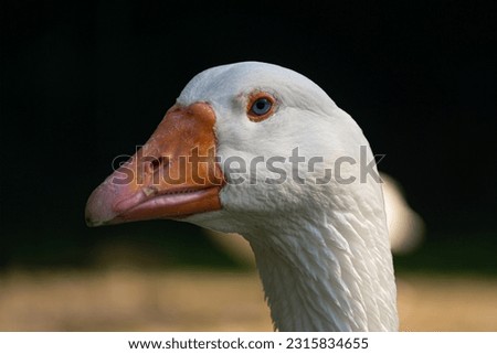 Domestice goose withe blue eyes portrait