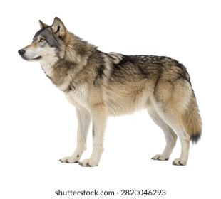 A Dominant Alpha Timber Wolf With Thick Silver Gre Isolated On White Background