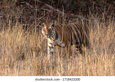 10 Tigress solo Images, Stock Photos & Vectors | Shutterstock