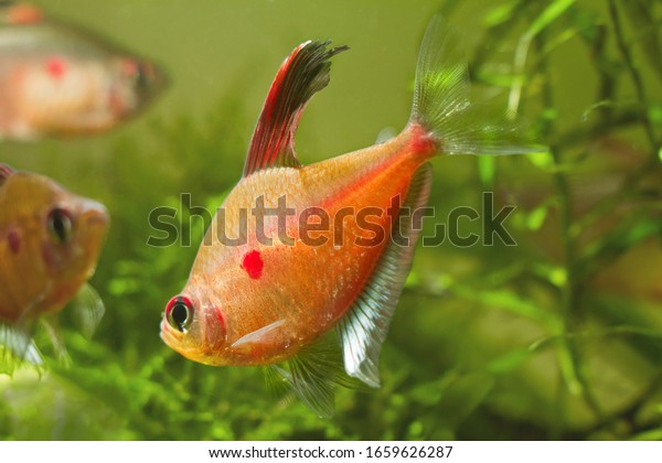 dominant male of bleeding heart\
tetra, exotic ornamental blackwater fish from Rio Negro, in\
breeding colors is ready to attack a rival in a biotope aquarium\
design