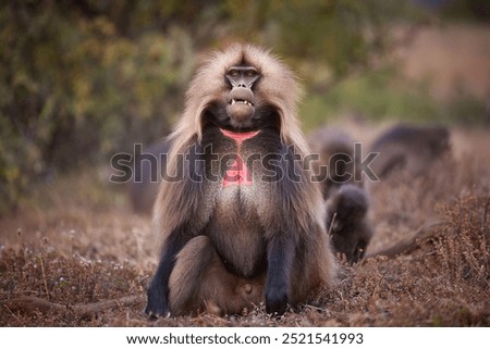 Dominant male of Gelada Baboon, Theropithecus gelada in the Ethiopian Highlands, Perfect for Wildlife and Conservation Content. Simien Mountains, Ethiopia.