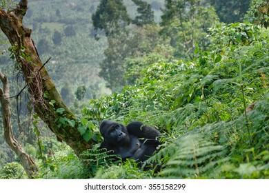 Dominant Male Mountain Gorilla In The Grass. Uganda. Bwindi Impenetrable Forest National Park. 