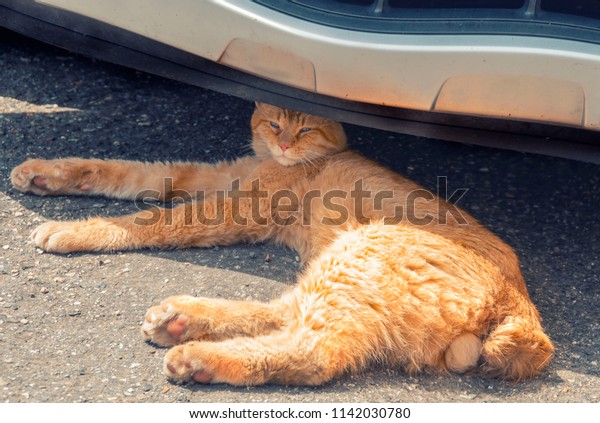 A dominant male, a red cat with\
testicles without a tail lies on its side under the\
car.