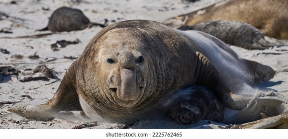 Dominant male Southern Elephant Seal (Mirounga leonina) races through his harem to see off an interloper during the breeding season. Sea Lion Island in the Falkland Islands. - Shutterstock ID 2225762465