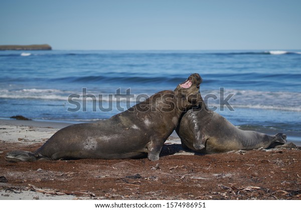 Dominant\
male Southern Elephant Seal (Mirounga leonina) fights with a rival\
for control of a large harem of females during the breeding season\
on Sea Lion Island in the Falkland Islands.   \
