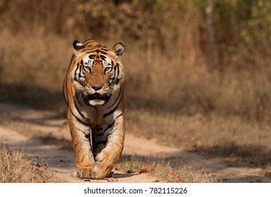 Dominant Male Tiger Munna From Kanha National Park 