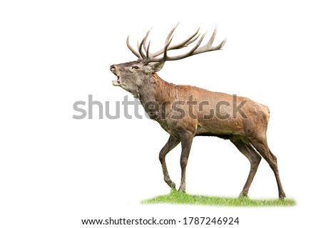 Dominant red deer, cervus elaphus, stag with massive antlers roaring in rutting season isolated on white background. Territorial male mammal calling with open mouth and challenging opponents