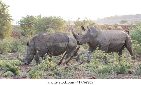 205 Rhino mating Images, Stock Photos & Vectors | Shutterstock