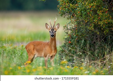 Dominant roe deer, capreolus capreolus, back standing in his territory by rosehip bush with red fruits. Colorful nature scenery of wild animal with orange fur listening with interest.