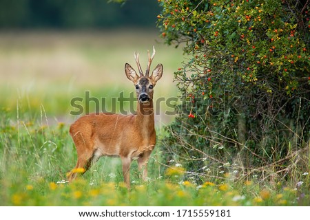Dominant roe deer, capreolus capreolus, back standing in his territory by rosehip bush with red fruits. Colorful nature scenery of wild animal with orange fur listening with interest.