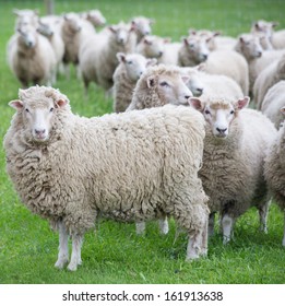 Dominant Sheep Leading the Flock
