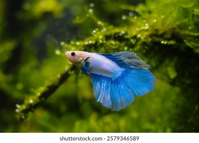 dominant veiltail Betta splendens male aggression, moss planted Amano style aquascape, hardy artificial aqua breed of wild species, lush aquatic vegetation, bright LED light, shallow dof bokeh