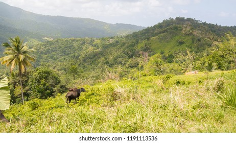 Dominica Hillside Before Hurricane Maria