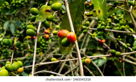 Dominican Coffee In A Virgin State