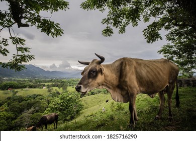 The Dominican Skinny Cow In Jarabacoa