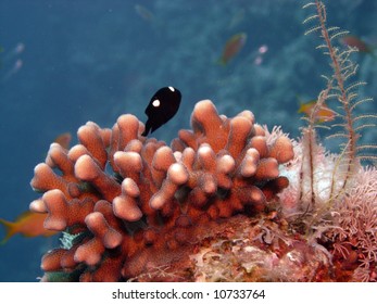 Domino Damsel With Coral